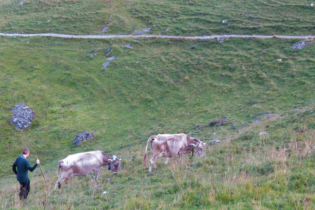 Georg Meyer, herding cows